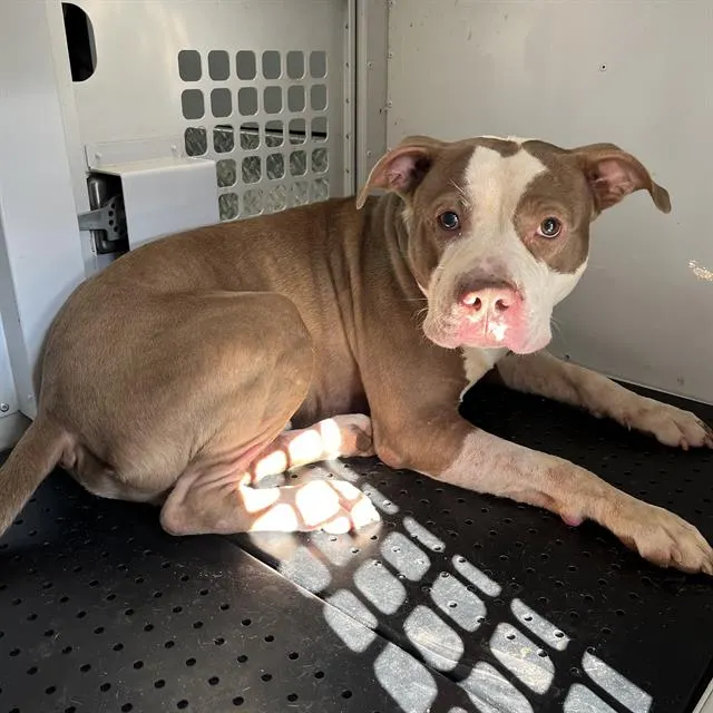 Adoptable Dog