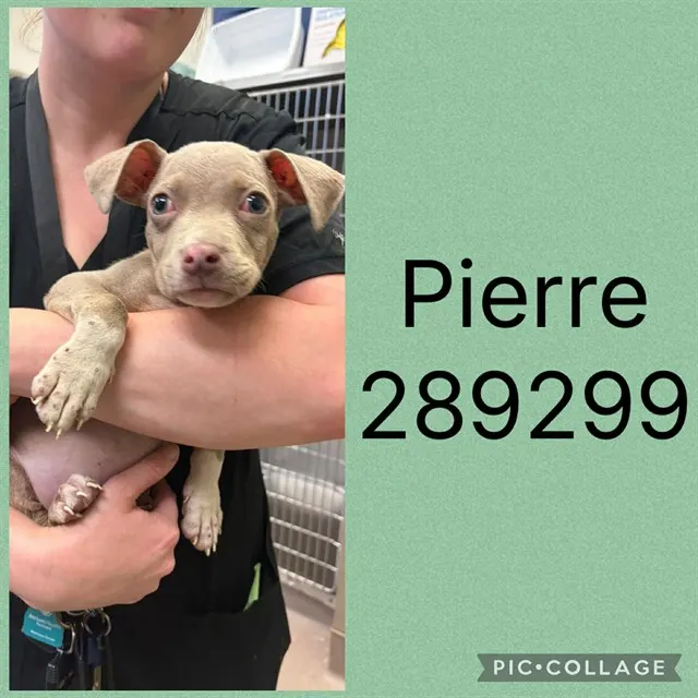 Pierre