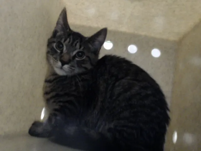 Adoptable Cat
