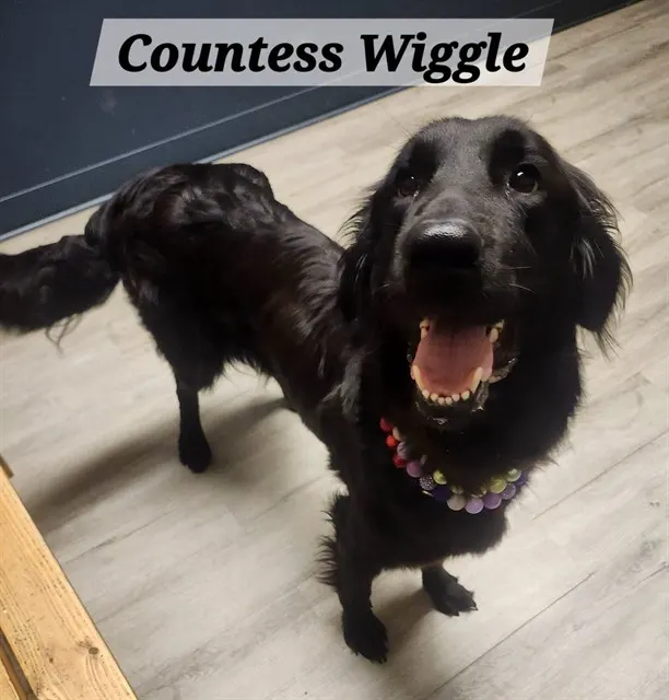 Countess Wiggle