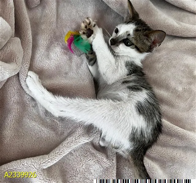 Mochi