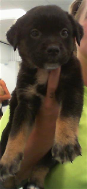 Adoptable Dog