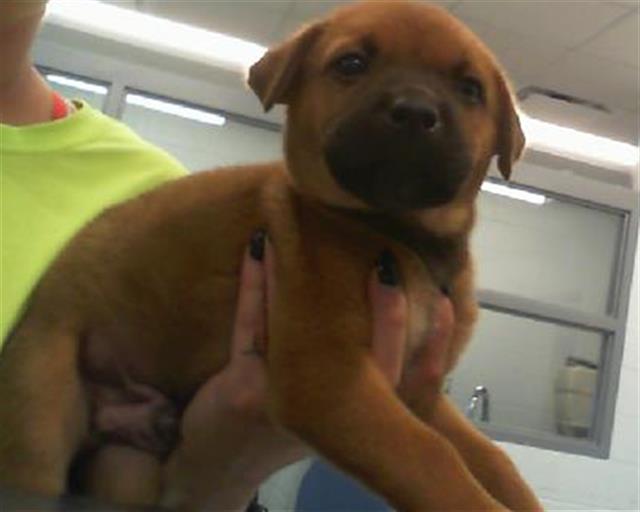 Adoptable Dog