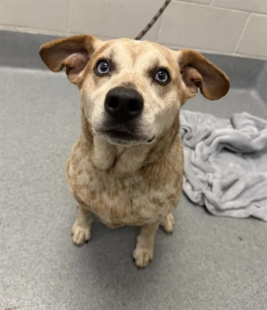 Adoptable Dog