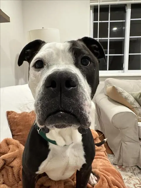 Jameson