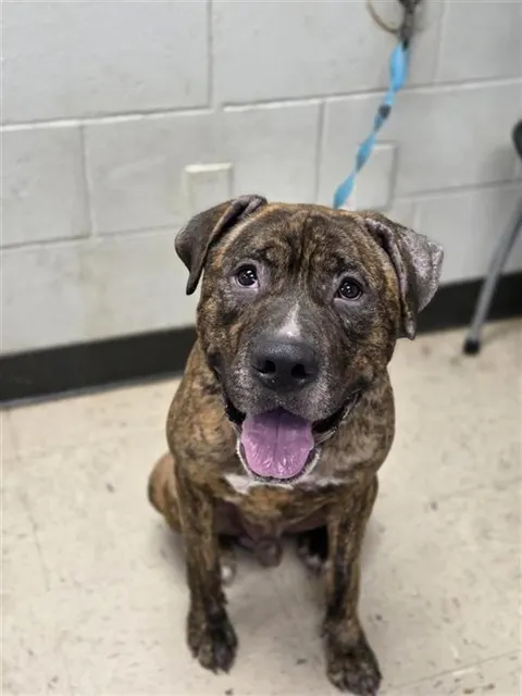 Adoptable Dog