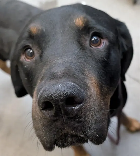Rex