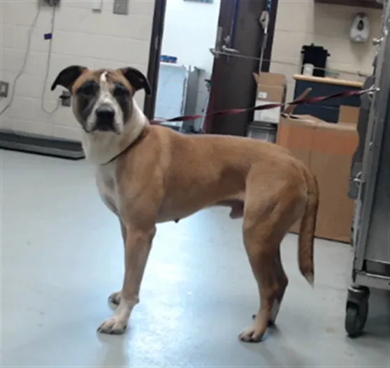 Adoptable Dog
