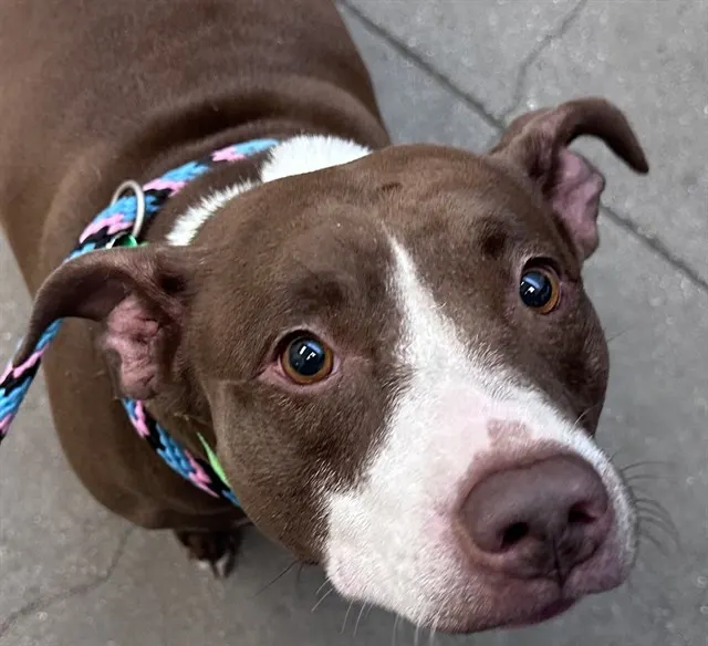 Sweet Potato*