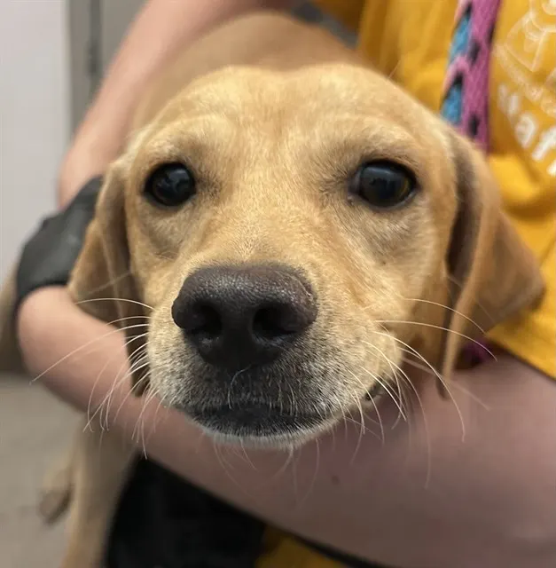 Adoptable Dog