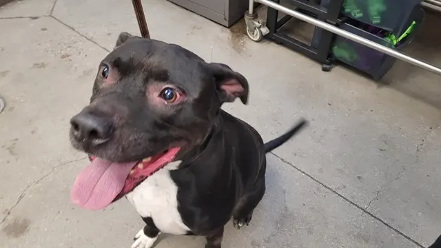 Rufus
