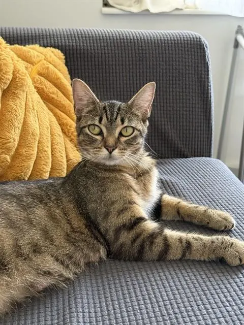 Miss Pickles
