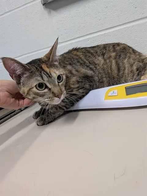Josie
