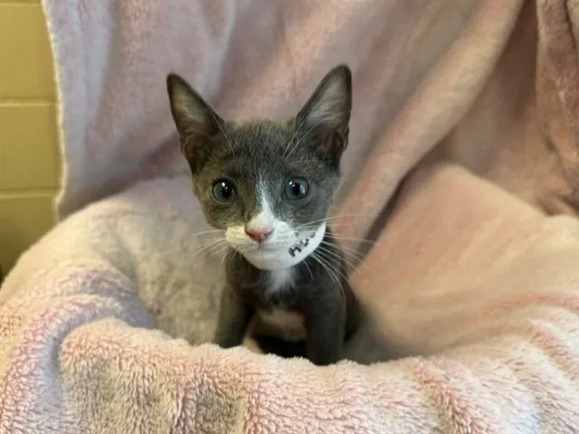 Shelter Staff Named Me *Dorothy