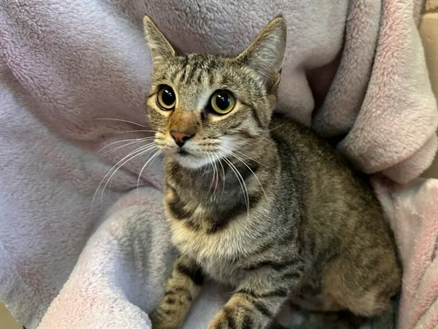 Shelter Staff Named Me *Chiara Vcashelter