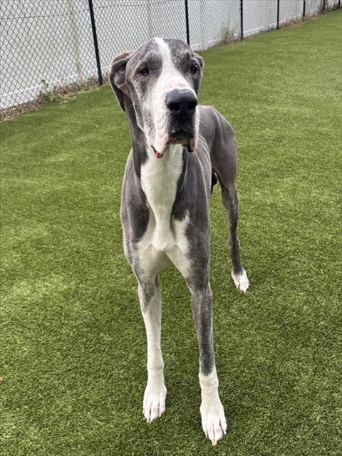 Shelter Staff Named Me *Dante