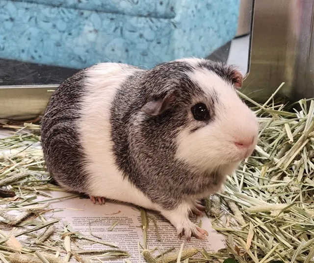 Reggie