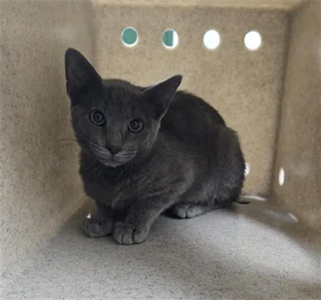 Adoptable Cat