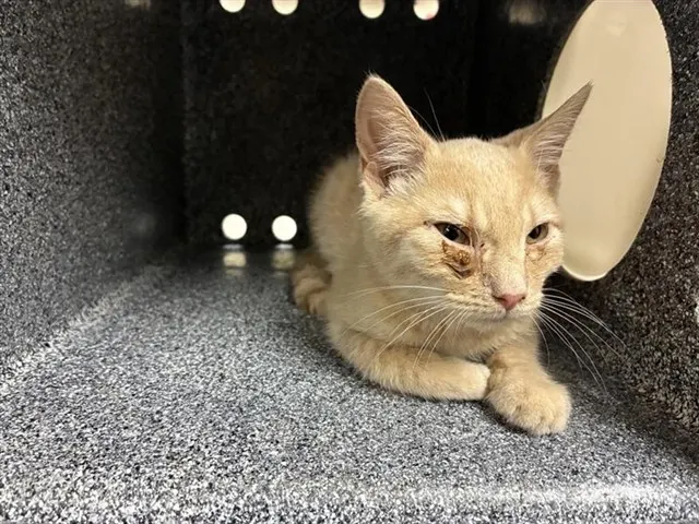 Adoptable Cat