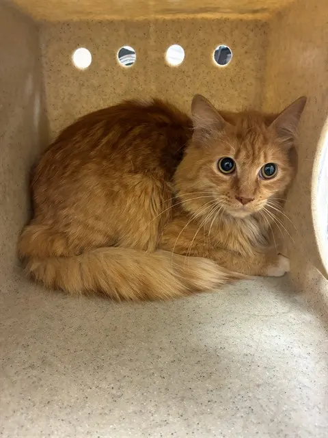 Adoptable Cat