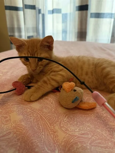 Adoptable Cat