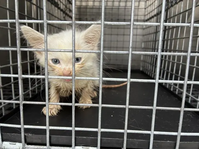 Adoptable Cat