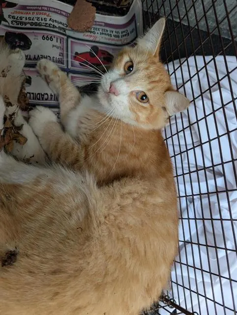 Cheddar