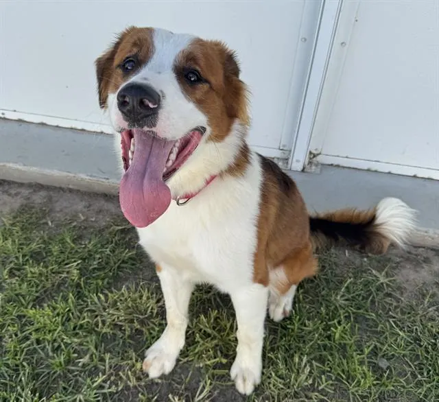 Adoptable Dog