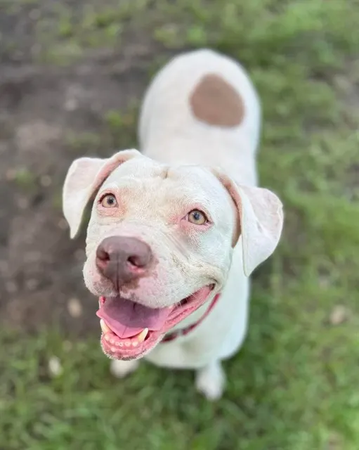 Dottie