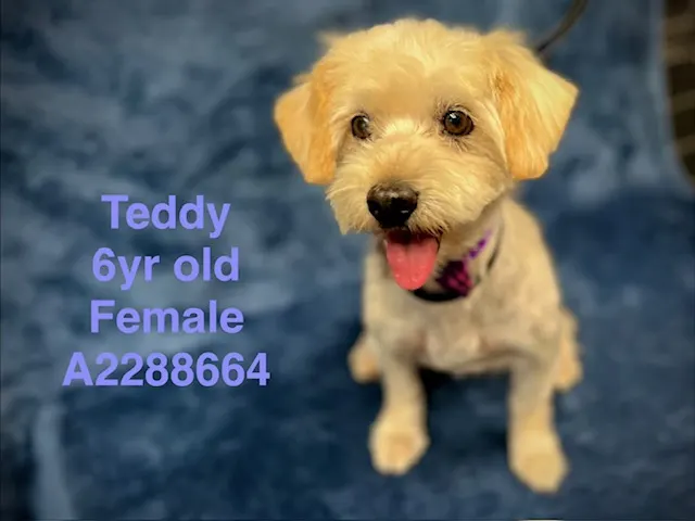 Teddy