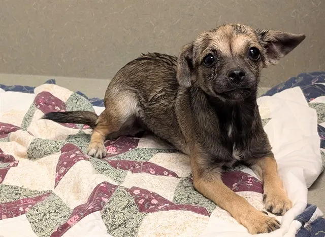 Adoptable Dog
