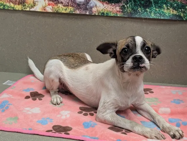 Adoptable Dog