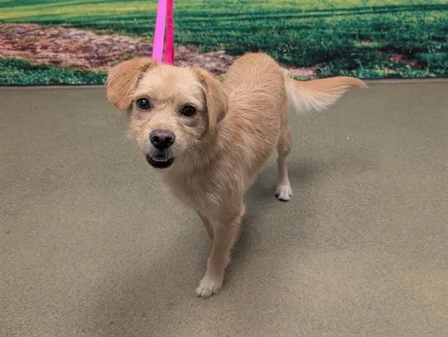 Adoptable Dog