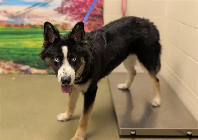 Adoptable Dog