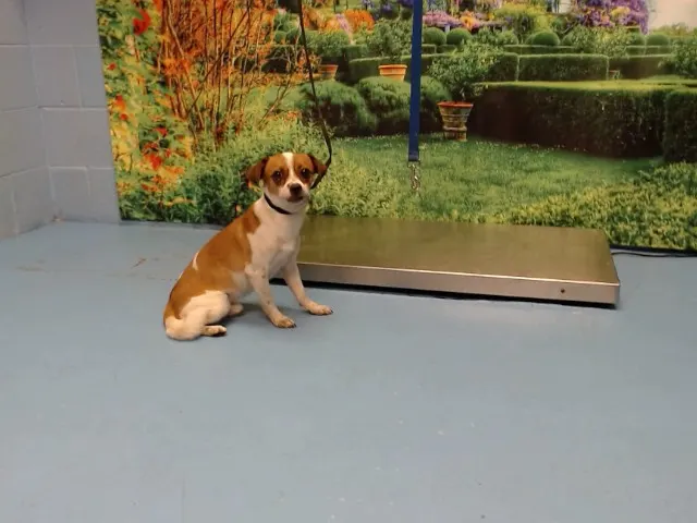 Adoptable Dog