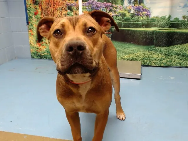 Adoptable Dog