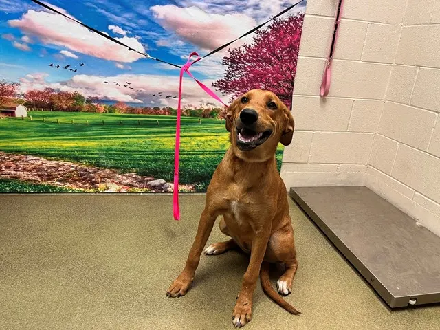 Adoptable Dog