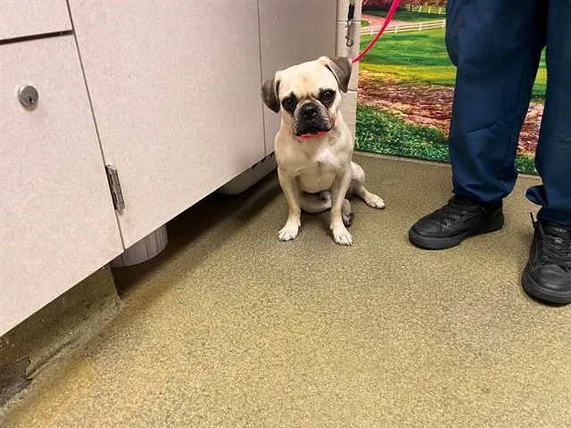 Adoptable Dog