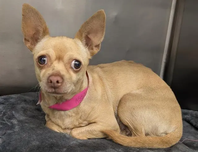 Adoptable Dog