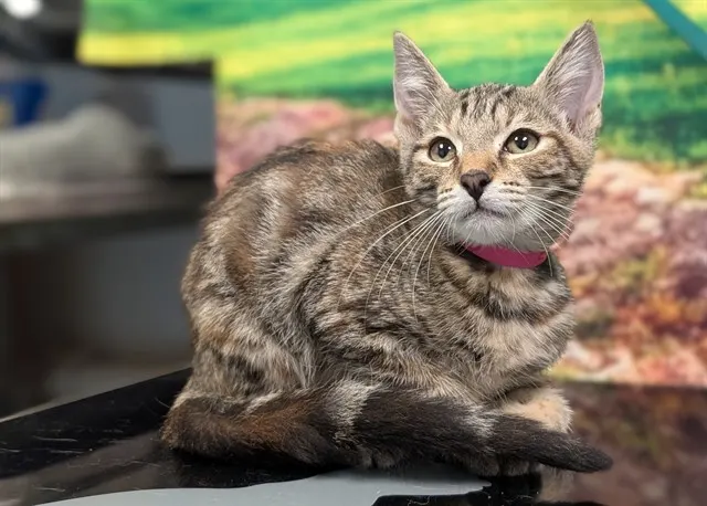 Adoptable Cat