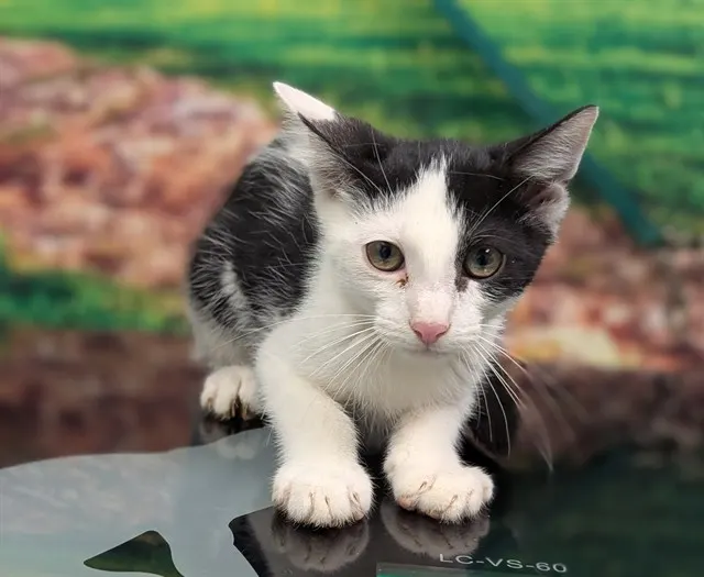 Adoptable Cat