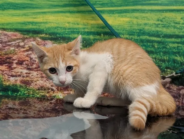 Adoptable Cat