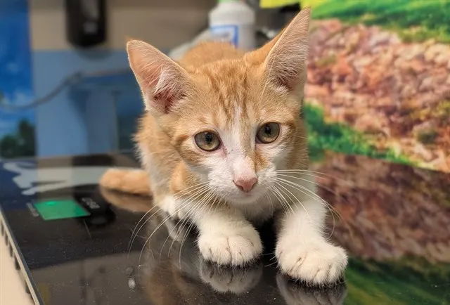 Adoptable Cat