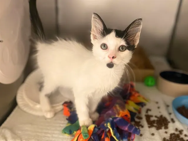 Trix