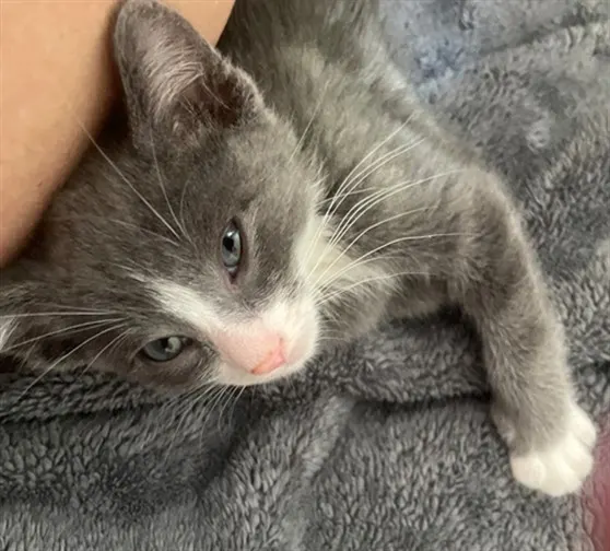 Enzo