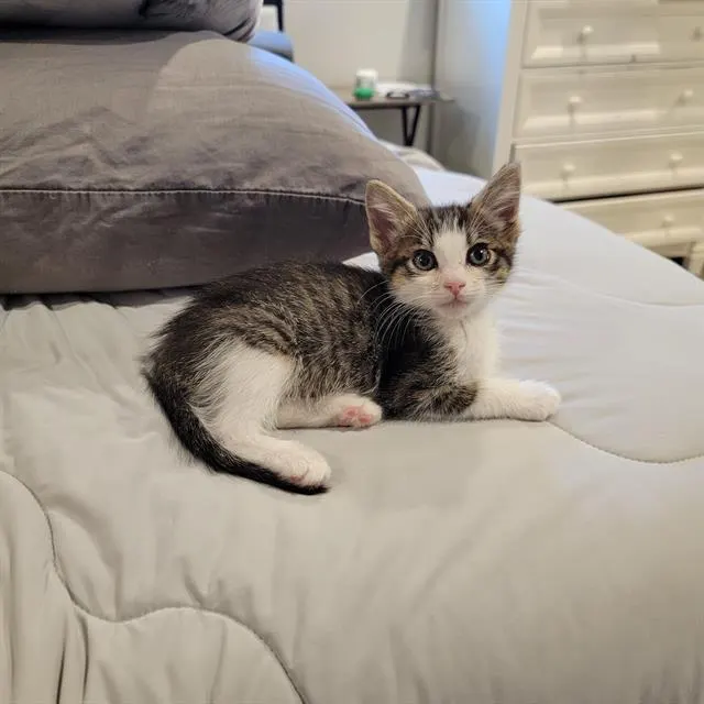 Meowcal