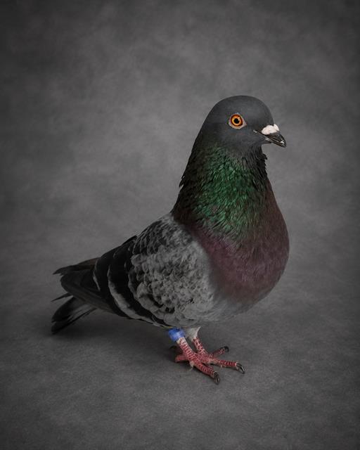 Reo