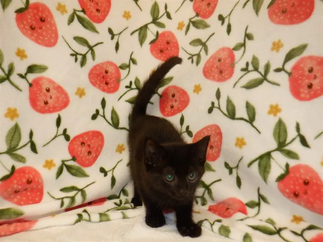 Lou