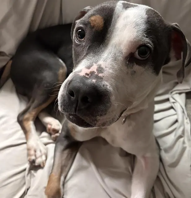 Poppy-In Foster