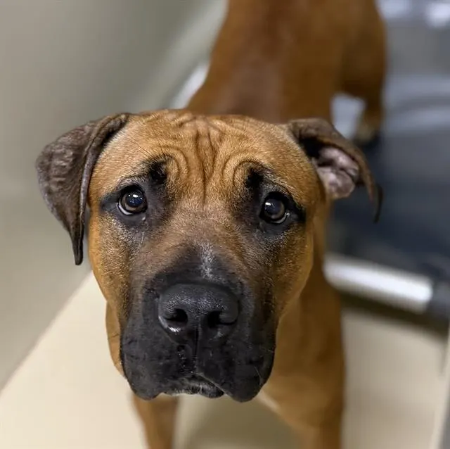 Adoptable Dog